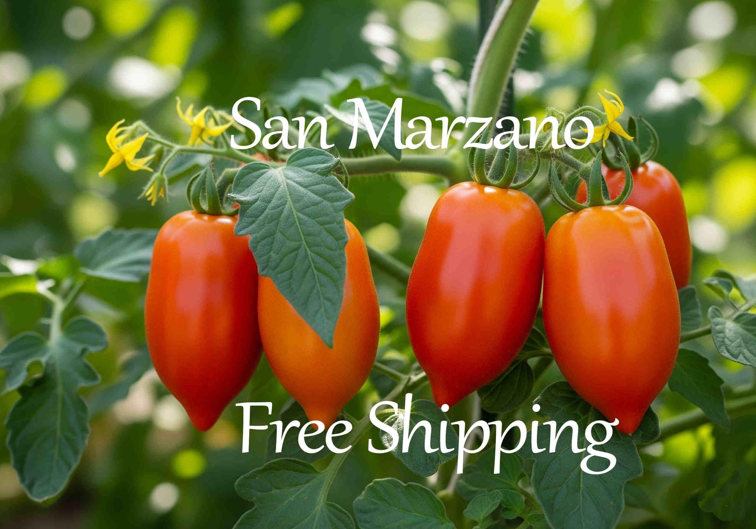 15 San Marzano Tomato Seeds Italian Sauce Garden Gardener Gift Canning