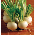Hakurei Hybrid Japanese Turnip Seeds(10 Seeds)
