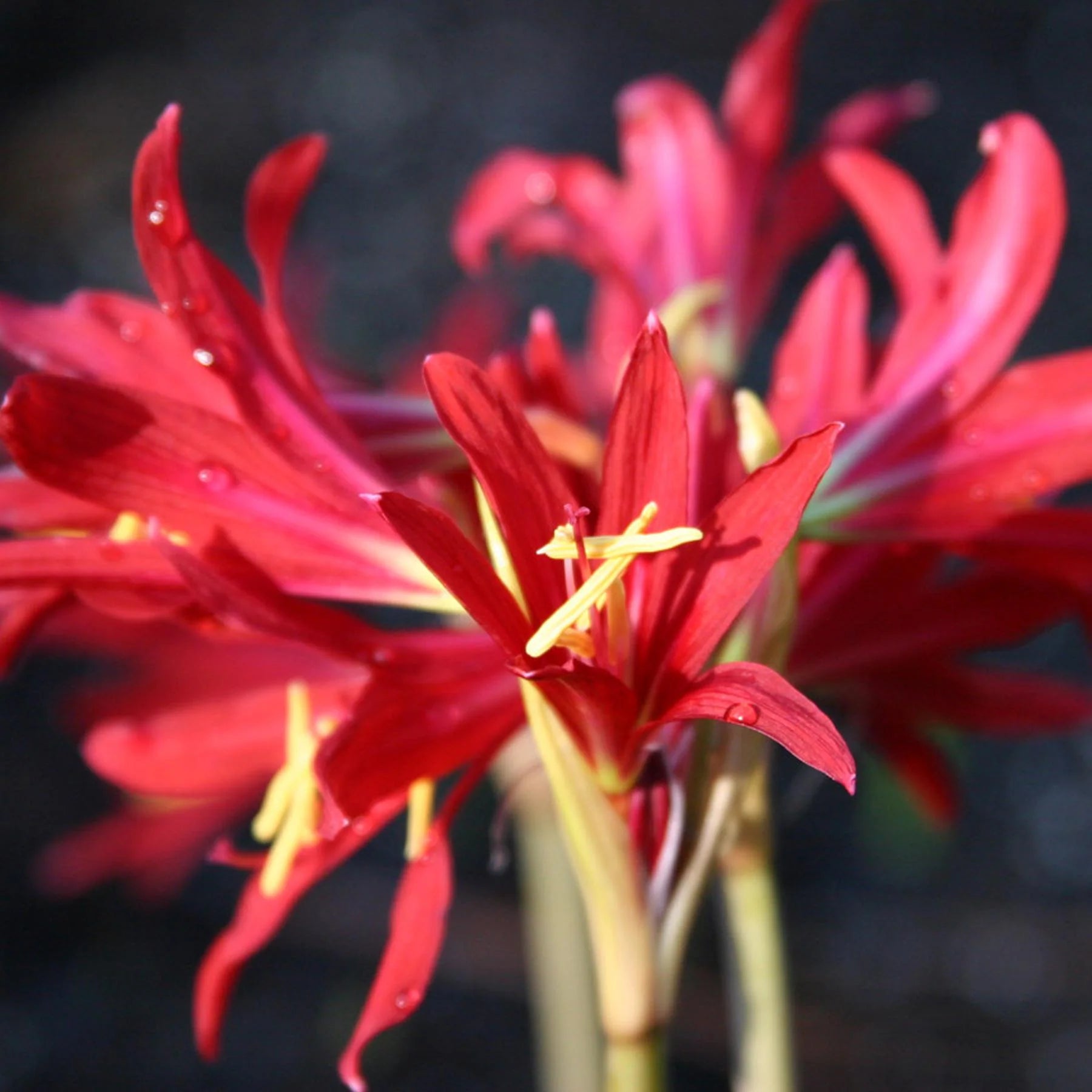 8 Oxblood Lily Bulbs - Rhodophiala bifida Perennial Flower - Rain Lily Hurricane Lily - Hardy Garden Blooms