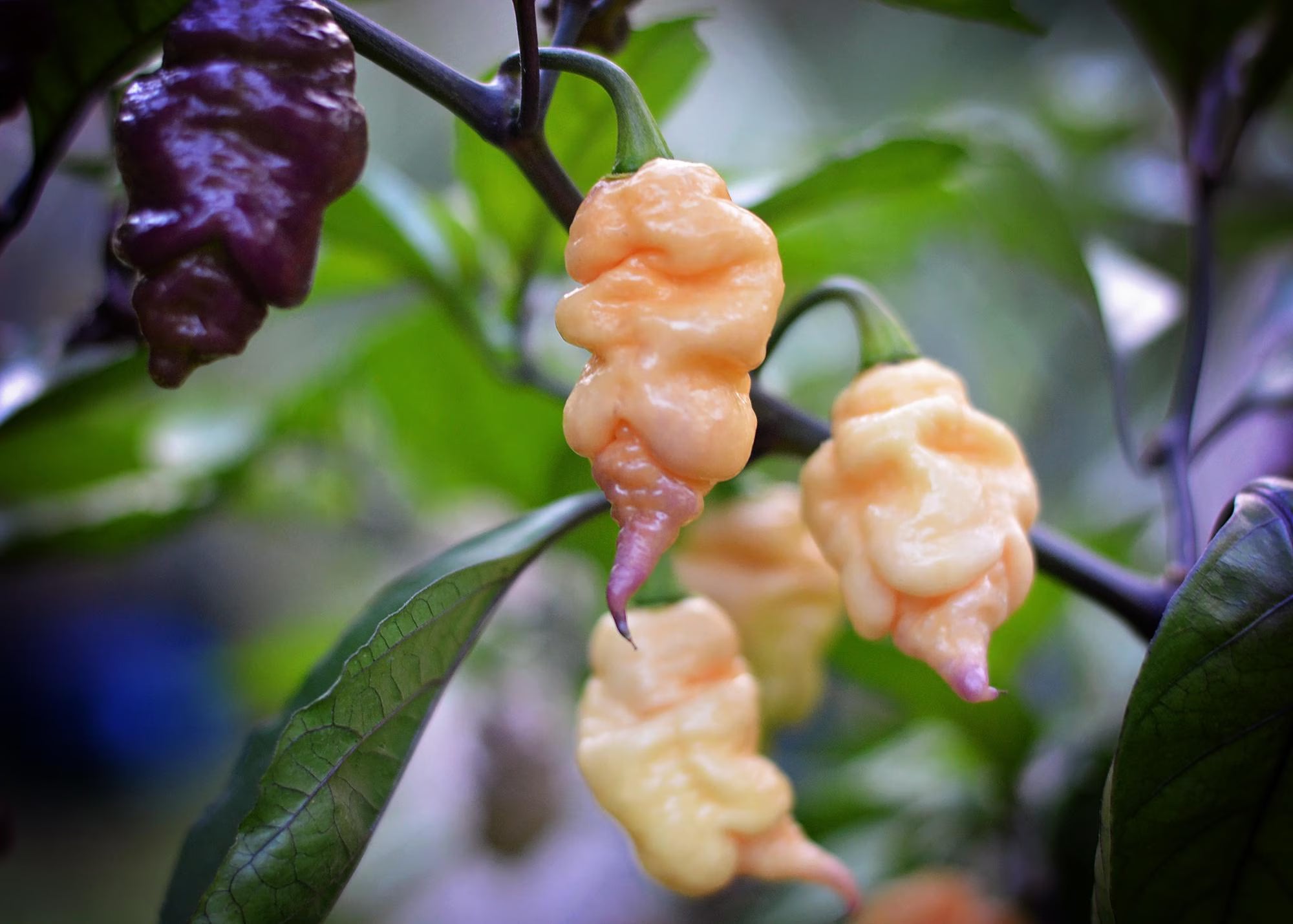 Peachy Ghost pepper seeds
