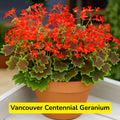 25 Vancouver Centennial Geranium Seeds, Flowers Plant for Home Garden