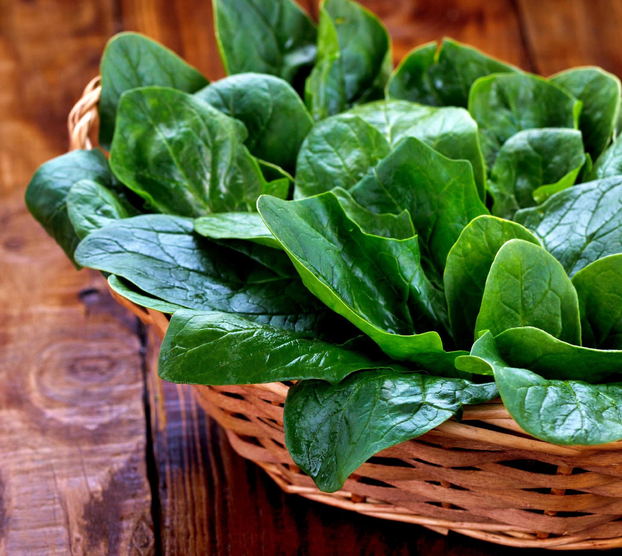 Winter Giant,  Spinach,  Heirloom Seeds,  Garden Microgreens Open Pollinated Container Gardening Non-GMO