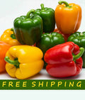 Bell Pepper Seed mix Red Yellow Orange and Green 25 seeds