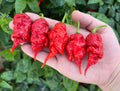 Tiberius Mauler Red Superhot Pepper Seeds Pack - Non-GMO Organic superhot pepper seeds, great for hot sauces, cooking and more!