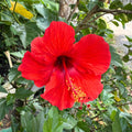 10 Luna Red Hibiscus Seeds: Perennial Garden Plant
