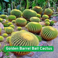 25 Golden Barrel Cactus Seeds, Echinocactus grusonii Flowering Ball Cactus Succulent Plant
