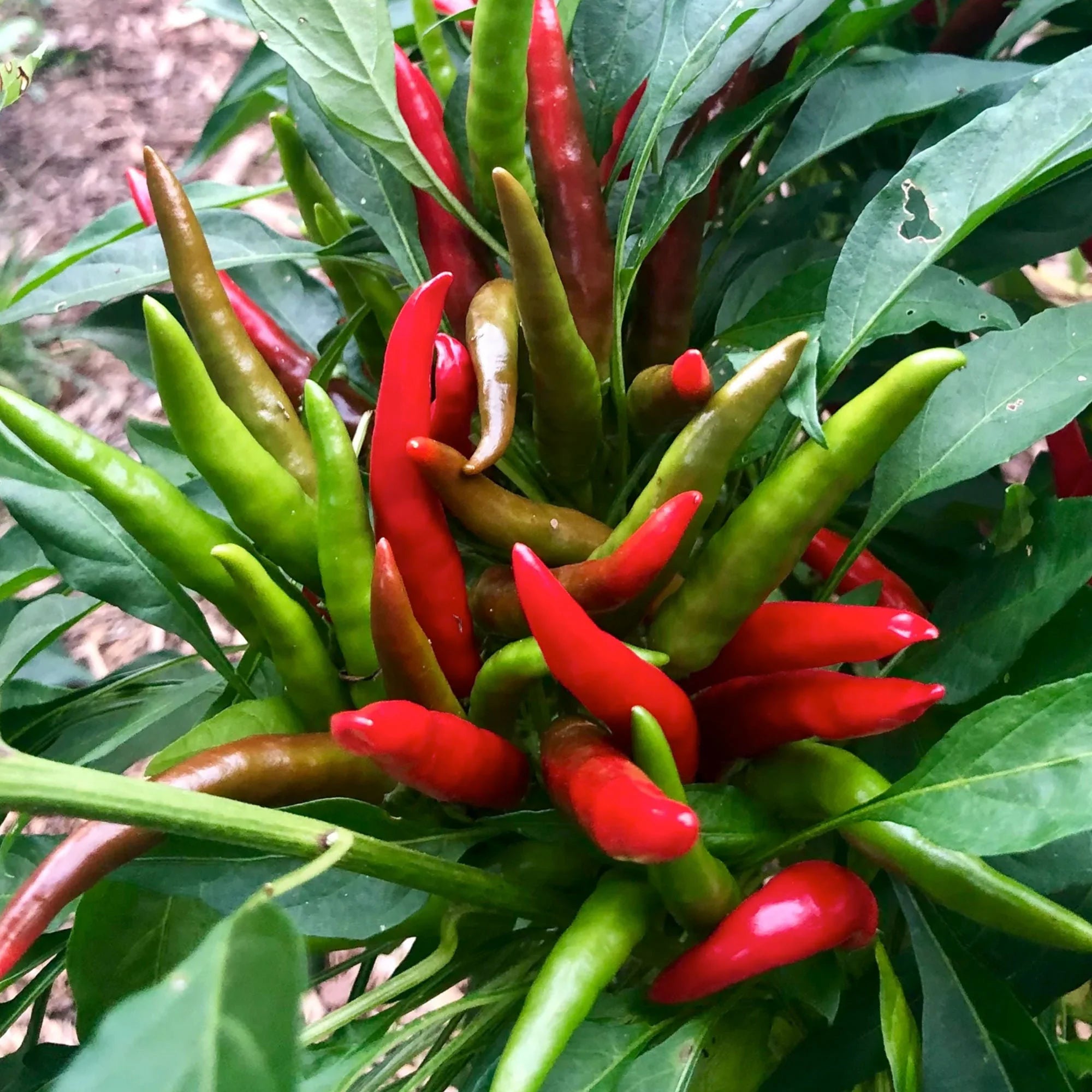 Santaka Hot Japanese Pepper Seeds(10+ Seeds)