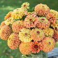 Queeny Orange Lime Zinnia Seeds, Zinnia Elegans, Queeny Series