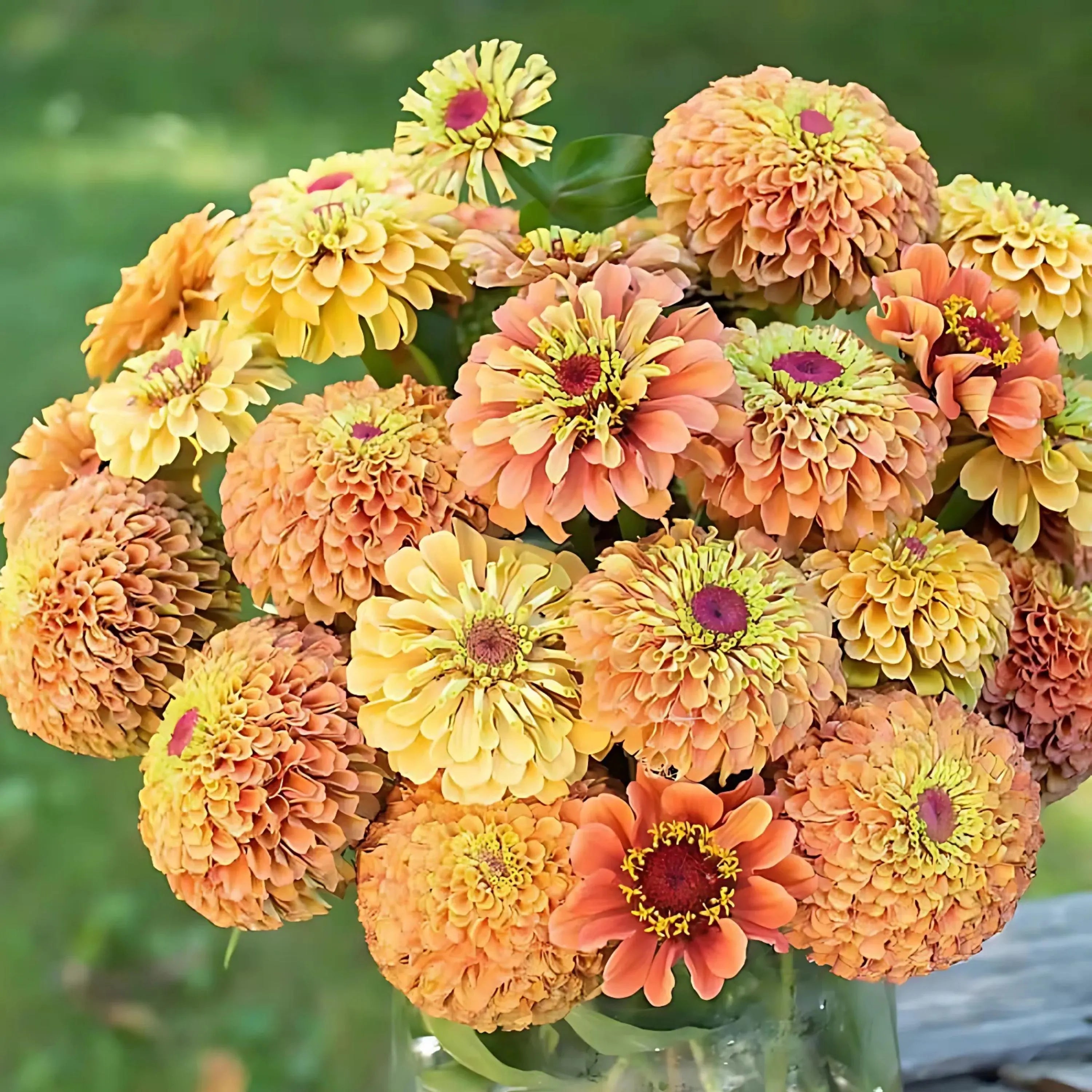Queeny Orange Lime Zinnia Seeds, Zinnia Elegans, Queeny Series