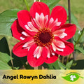 Angel Rowyn Dahlia Seeds: Open-Pollinated, Easy Grow (20+ Seeds)