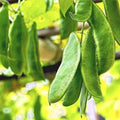 Lima Bean, Fordhook 20/100/200 Bean Seeds - Heirloom Seeds, Butter Beans, Bush Bean, Open Pollinated, Untreated, Non-GMO(20 Seeds)
