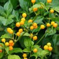 Aji Charapita Pepper Seeds(5 Seeds)