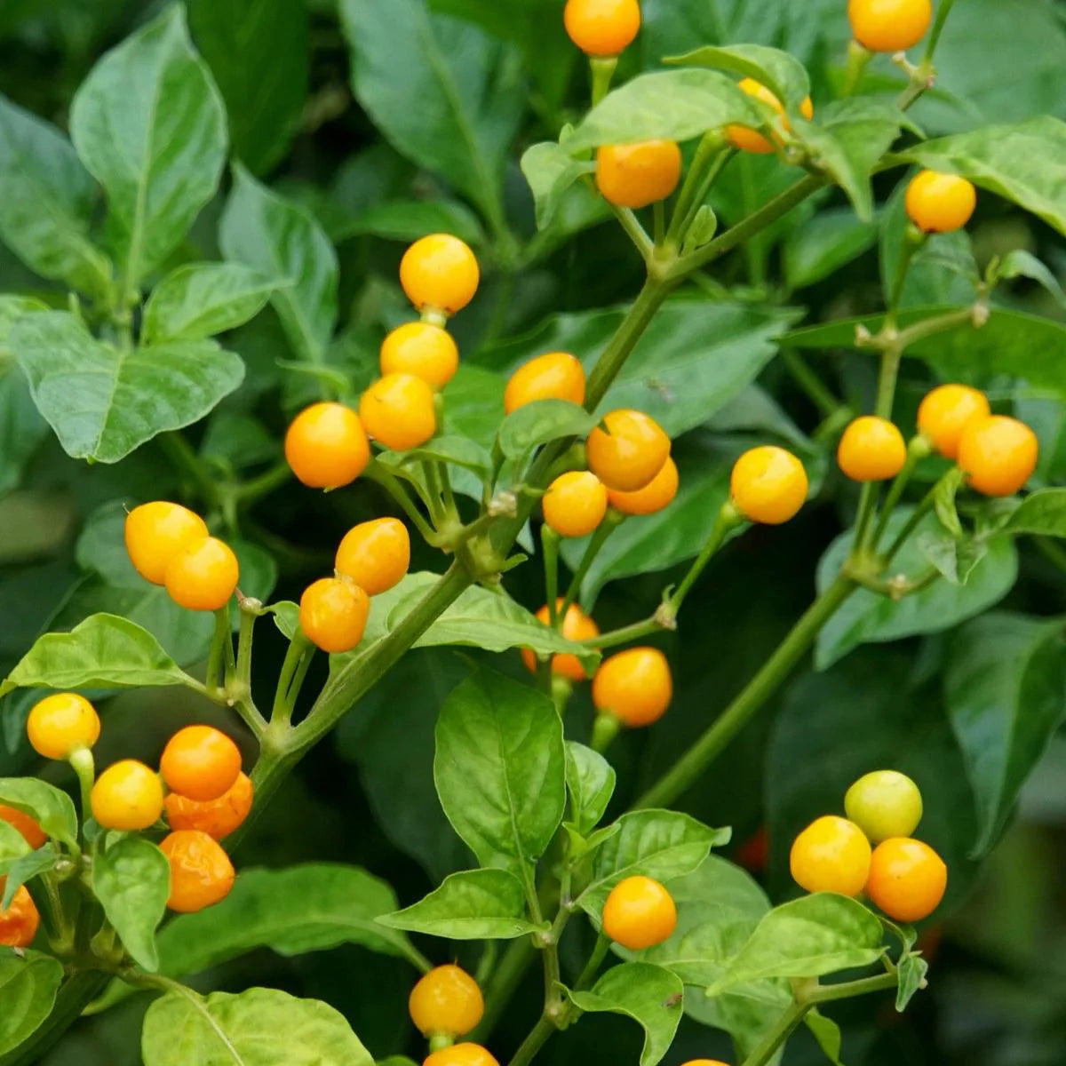 Aji Charapita Pepper Seeds(5 Seeds)