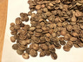 Nannyberry Shrub Seeds (VIBURNUM LENTAGO)(5 Seeds)