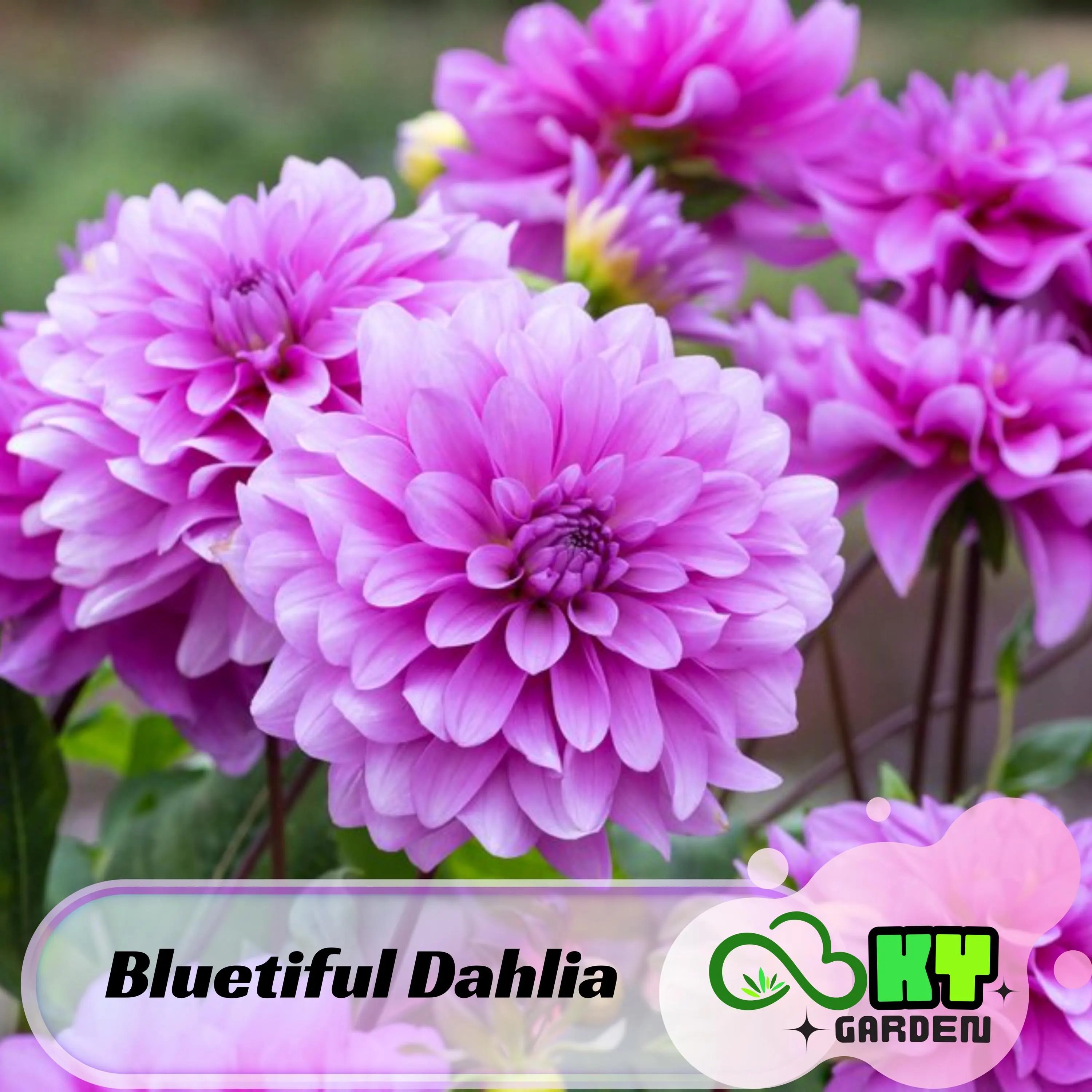 Bluetiful Dahlia Seeds - Attracts Pollinators, Long Blooming Season, Vibrant Colors, Excellent Cut Flower, Plant in Spring