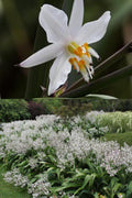 Arthropodium cirrhatum seeds, Renga lily, Rock-lily, New Zealand Rock Lily (42 seeds), seeds for planting(1 packet)