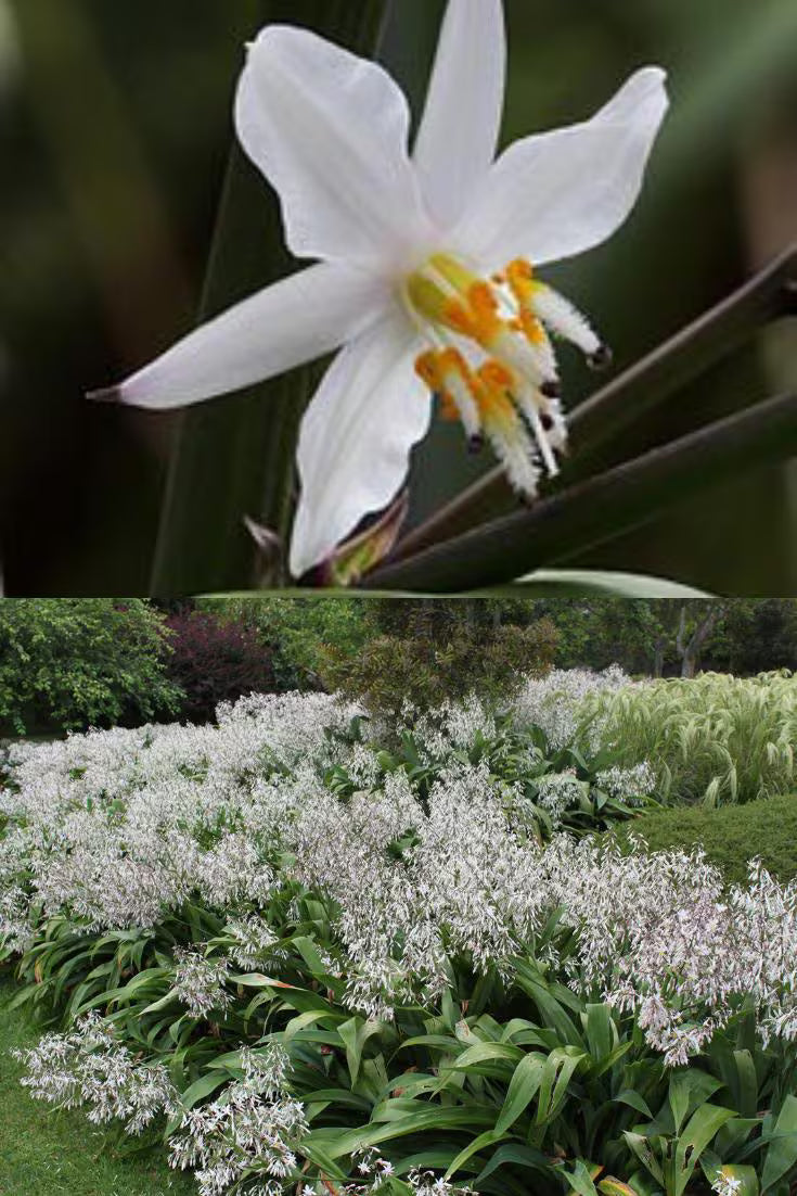 Arthropodium cirrhatum seeds, Renga lily, Rock-lily, New Zealand Rock Lily (42 seeds), seeds for planting(1 packet)