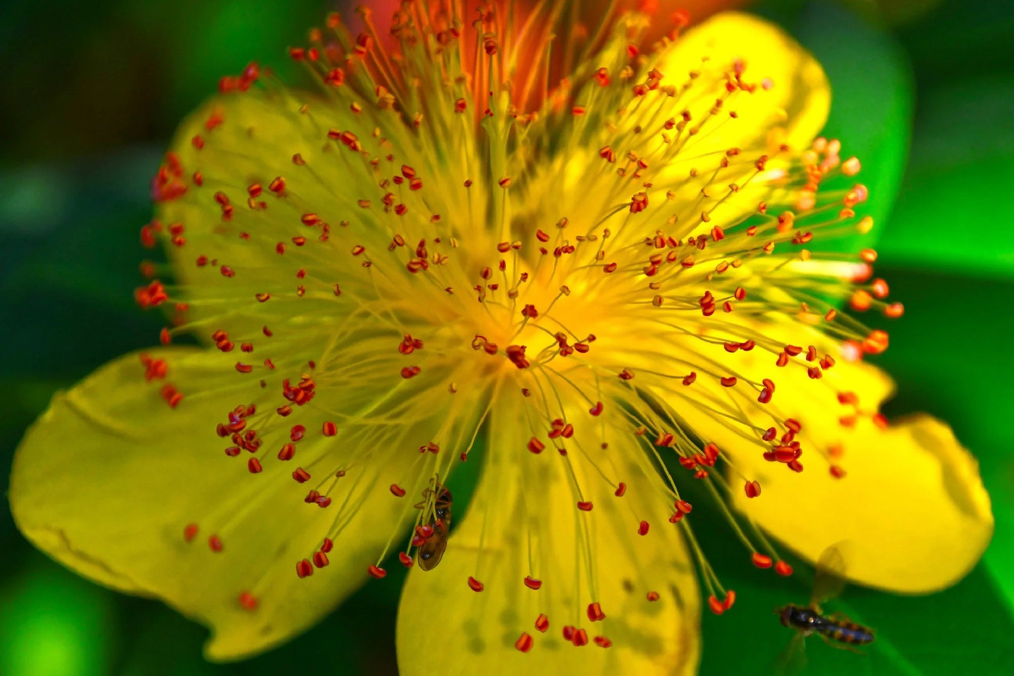 Great St. John#39;s Wort {Hypericum perforatum} 400+ Seeds | Heirloom Herb | Showy Flower | NON-GMO Free US Shipping!