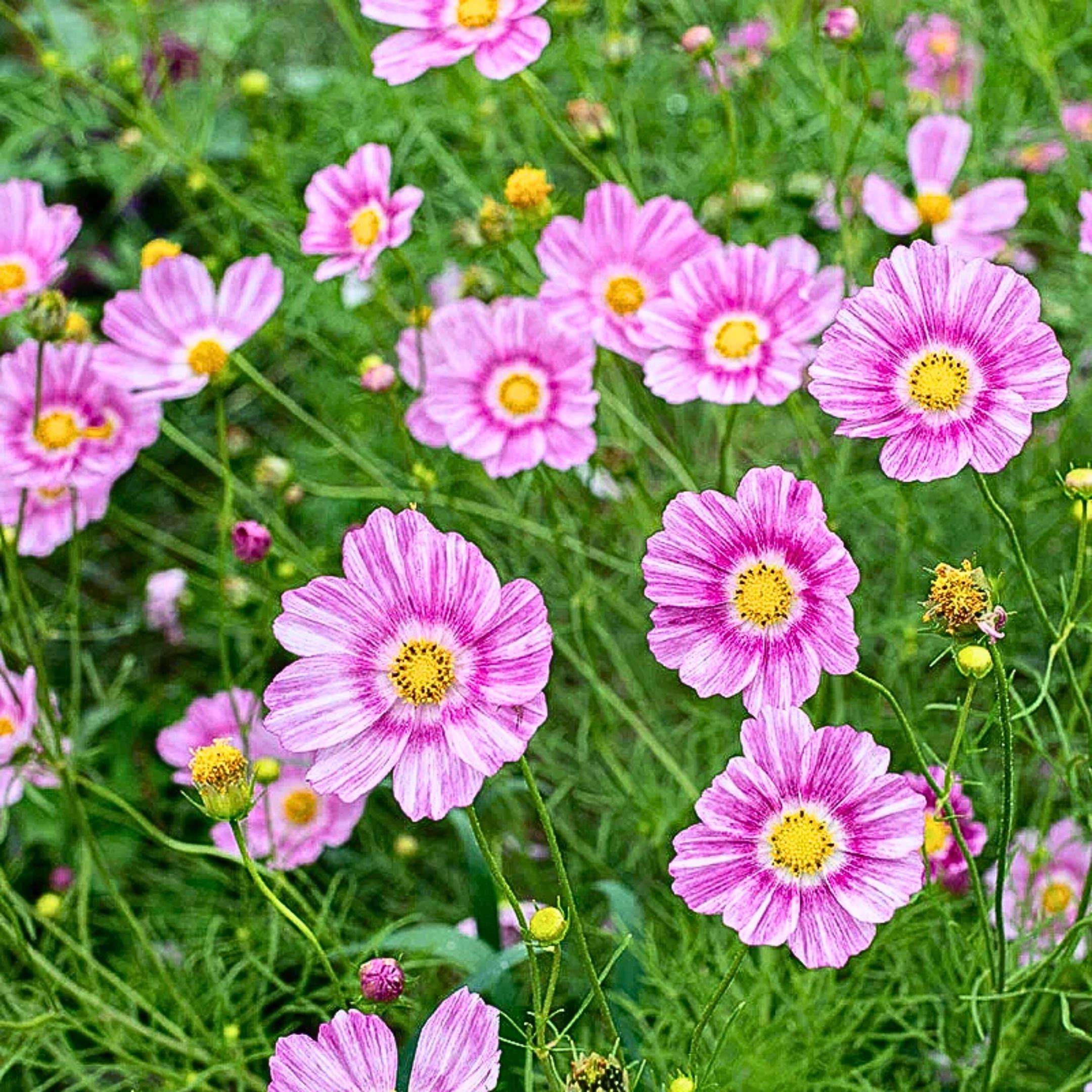 20/100/200 Happy Ring Cosmos Seeds | Pink, White  Magenta Blooms(20 Seeds)