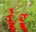 250 Red Scarlet Salvia Sage Flower Seeds Coccinea Blood Texas - Perennial, Open Pollinated, US Grown