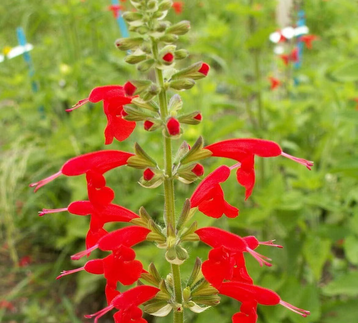 250 Red Scarlet Salvia Sage Flower Seeds Coccinea Blood Texas - Perennial, Open Pollinated, US Grown