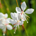 15 Gaura lindheimeri Seeds | Butterfly-Like White  Pink Blooms | Drought-Tolerant Perennial | Cottage Garden Flower | Non-GMO