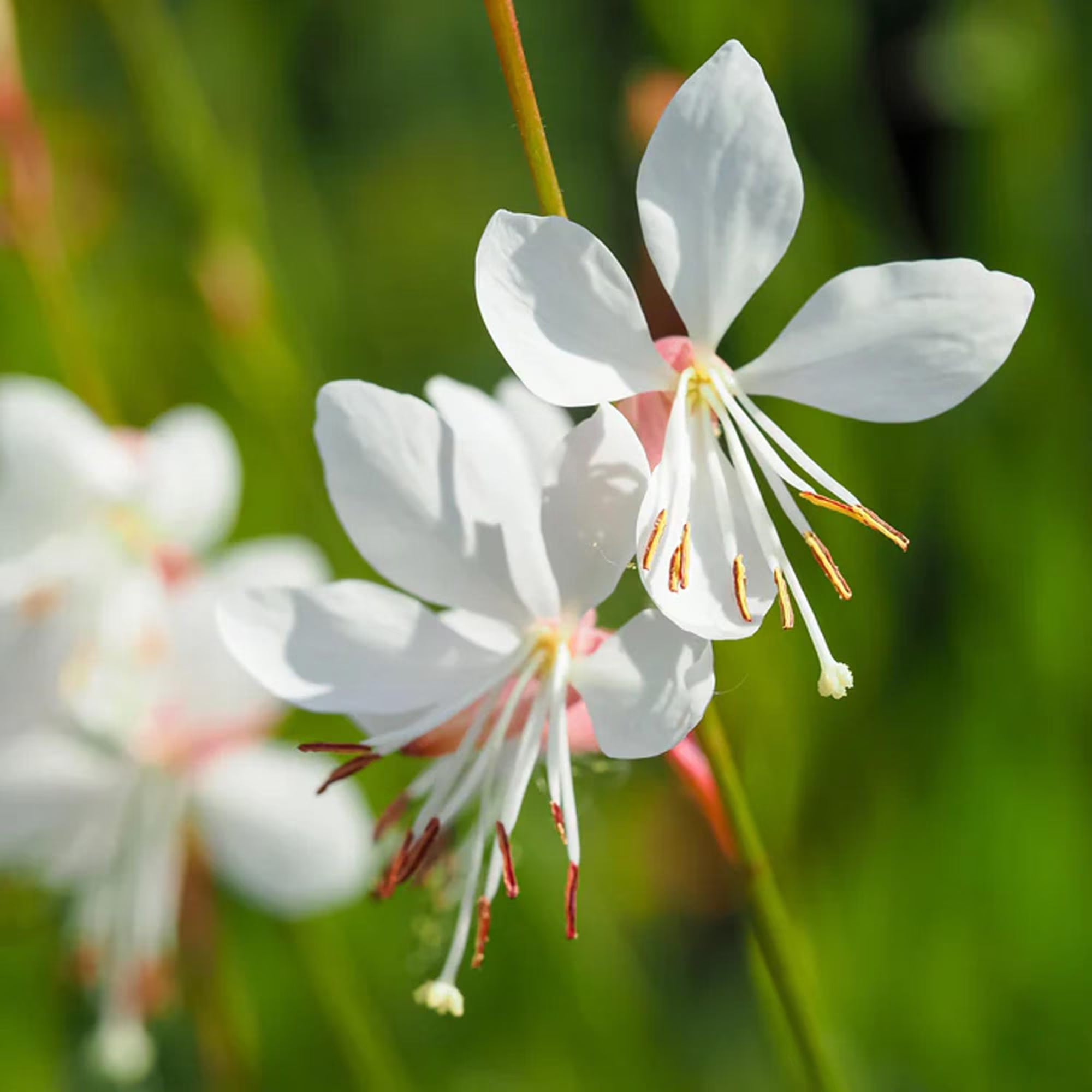 15 Gaura lindheimeri Seeds | Butterfly-Like White  Pink Blooms | Drought-Tolerant Perennial | Cottage Garden Flower | Non-GMO