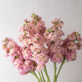 Stock Stox Champagne x 25 seeds