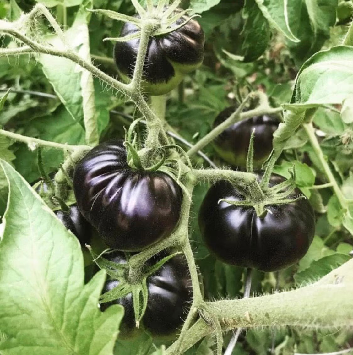 Black beauty heirloom tomato seeds