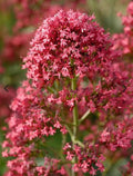 Jupiters Beard Red Flower Seeds Heirloom Organic USA NJ Grower Free Shipping