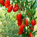 Goji Berry ( Wolfberry) | 4/20/40 Seeds | Medicinal | Culinary | Heirloom | Lycium barbarum(4 Seeds)