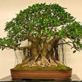 Banyan Tree (Ficus Benghalensis) Seeds(40 Seeds)
