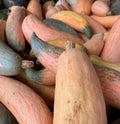 North Georgia Candy Roaster Seeds | Winter Squash | Organic(10 Seeds)