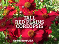 Tall Red Plains Coreopsis Seeds | Coreopsis Tinctoria | Non-GMO | Flower Seeds | Seed Store | 1273(100 Seeds)