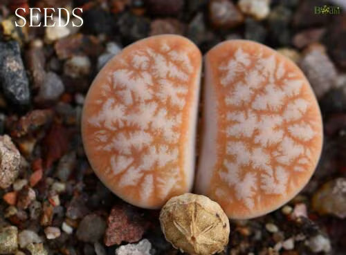 SEEDS - Lithops gracilidelineata #39;cafe au Lait#39; C309A 15seeds