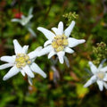Edelweiss Flower Seeds for Planting (40/200/400 Seeds) - Leontopodium alpinum(40 Seeds)
