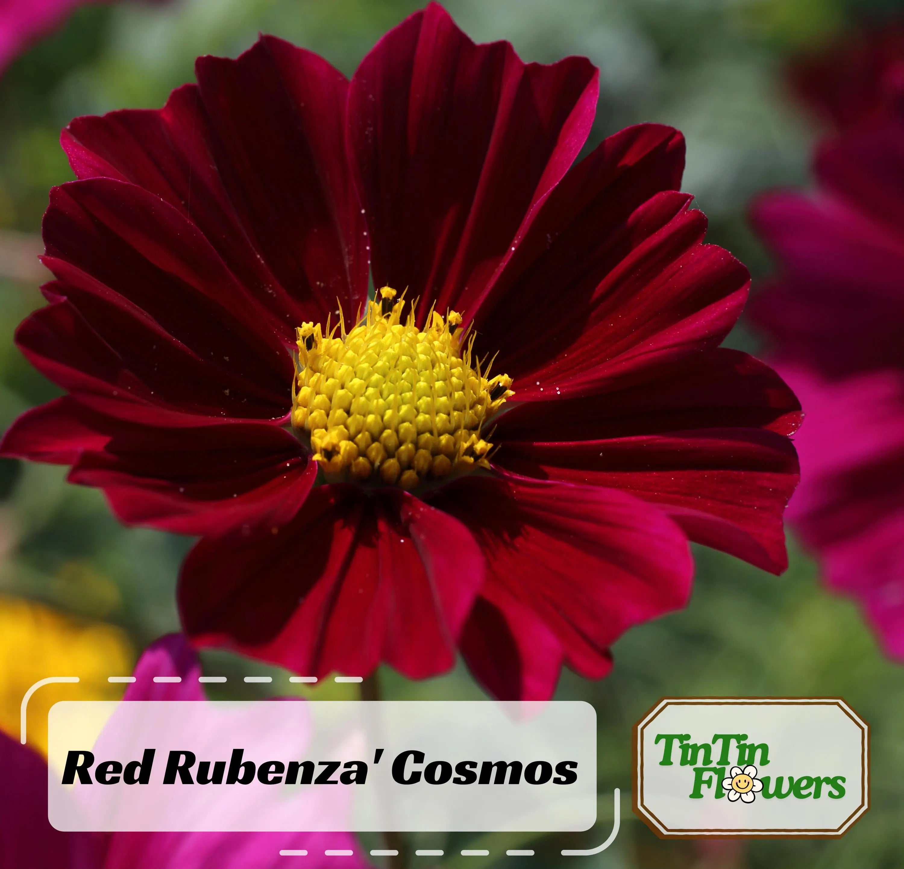 50s|Red Rubenza#39; Cosmos Seeds Flower Seeds - Open-Pollinating - Clumping - Easy To Grow - Planting In Spring/ Summer - . #L010.
