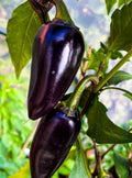 Purple Jalapeno Pepper Seeds(10 Seeds)