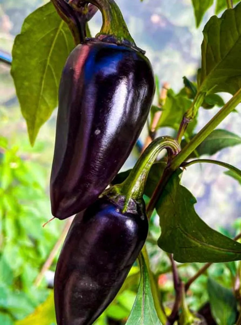 Purple Jalapeno Pepper Seeds(10 Seeds)