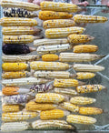 Landrace Corn Seeds 25 Per Order