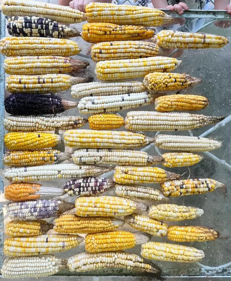 Landrace Corn Seeds 25 Per Order