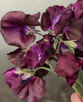 Sweet Pea #39;Old Spice, Black Knight#39; Seeds
