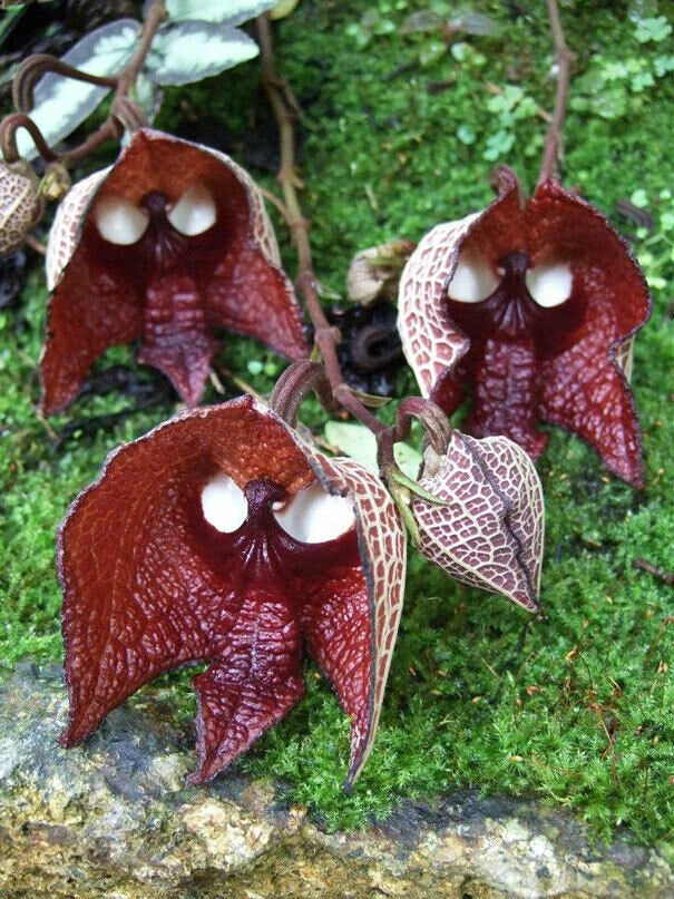 30pcs Darth Vader (Aristolochia Salvadorensis) Flower Seeds #1246