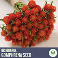Orange Gomphrena Seeds: Drought Tolerant Globe Flower - Cut  Dried Flower Favorite(30 Seeds)