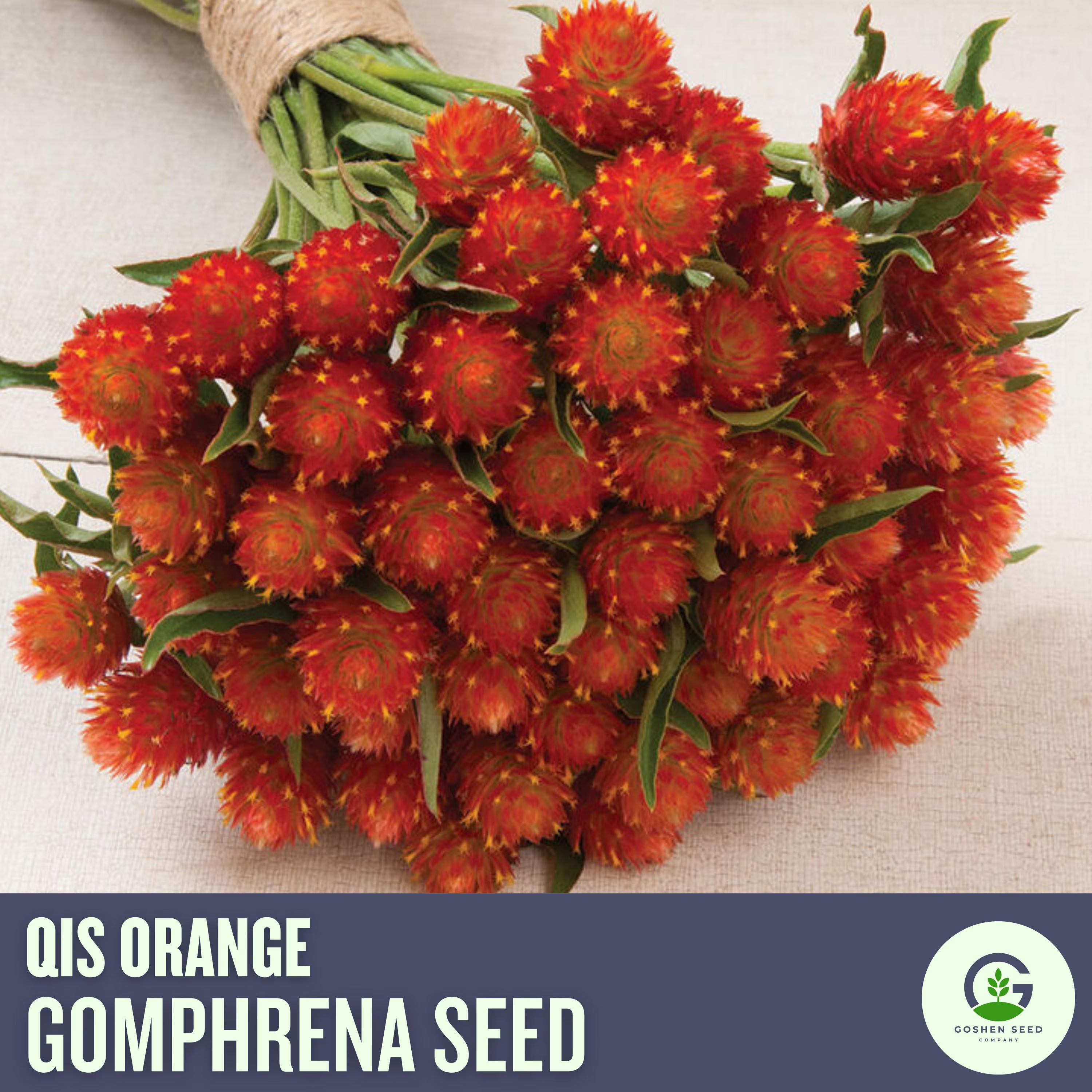 Orange Gomphrena Seeds: Drought Tolerant Globe Flower - Cut  Dried Flower Favorite(30 Seeds)