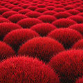 Burning Bush Kochia Seeds | Scarlet Fall Hedge | Drought-Tolerant Ornamental Plant