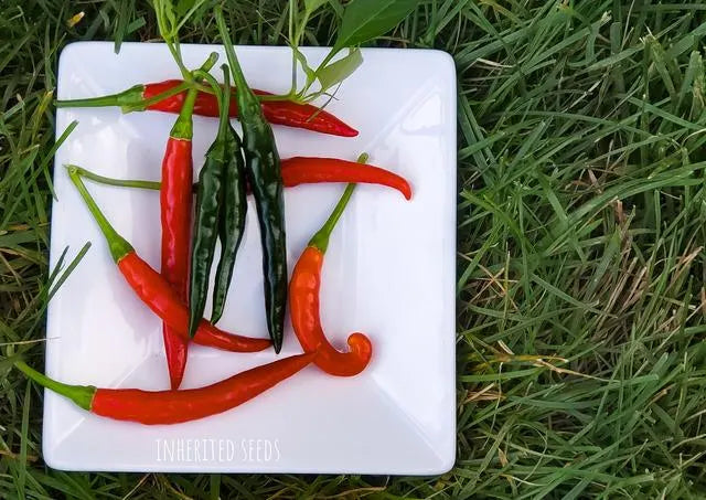 Heirloom Korean Gochu Pepper Seeds: Dark Chili for Kimchi, Organic Non-GMO(1 pack: 50+ seeds)