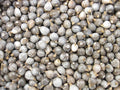 NC Heirloom Job#39;s Tears - Non GMO - Open Pollinated - Vegetable Gardening Grow Your Own Food