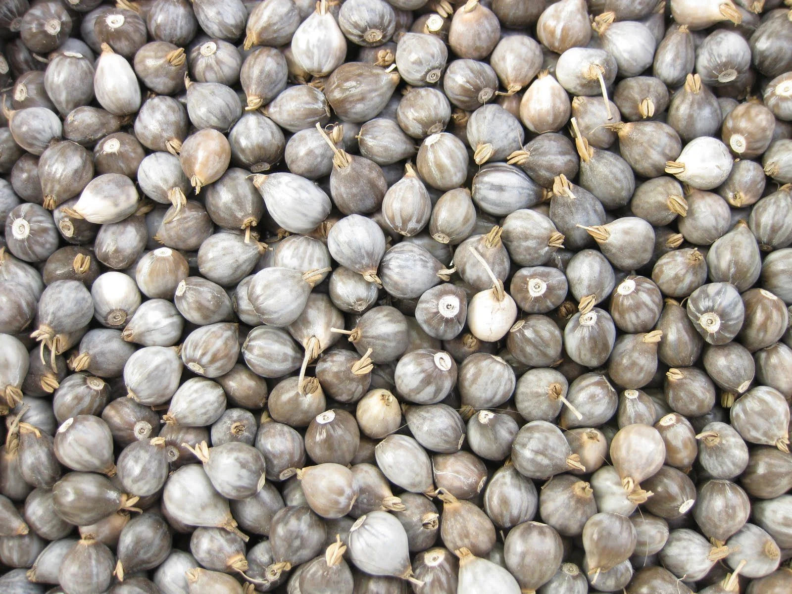 NC Heirloom Job#39;s Tears - Non GMO - Open Pollinated - Vegetable Gardening Grow Your Own Food