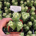 Crassula perforata f. Variegata,Cute succulent plants, Live Succulent Plants Rooted in a 2-inch pot,Assorted Potted Succulents Plants Live House Plants, Live Indoor Plants,easy to grow.Beautiful ornamental plants, potted plants, balcony plants.(1pc)